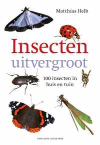 Insecten uitvergroot