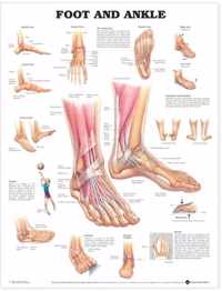 Foot and Ankle Anatomical Chart