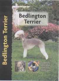 Bedlington Terrier