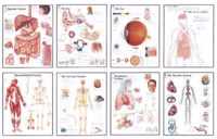 Human Anatomy Chart Pack