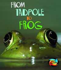 From Tadpole to Frog