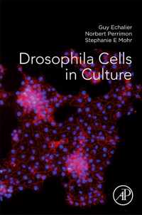 Drosophila Cells in Culture