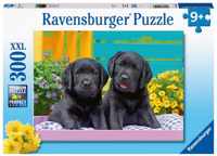 Zwarte Labradors (300 Stukjes)