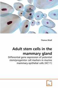 Adult stem cells in the mammary gland