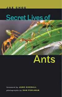 Secret Lives Of Ants