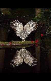 Owl On The Water Blank NoteBook