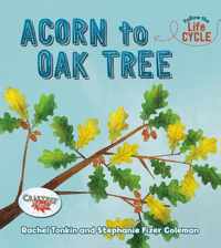 Acorn to Oak Tree