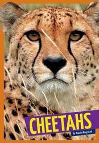 Cheetahs