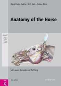 Anatomy Of The Horse