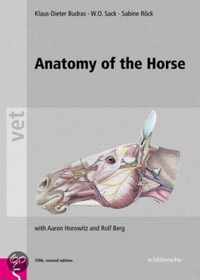 Anatomy Of The Horse