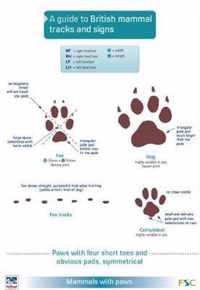 A Guide to British Mammal Tracks and Signs