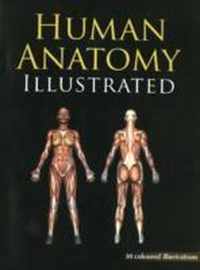 Human Anatomy Illustrated