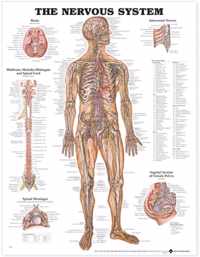 The Nervous System Anatomical Chart