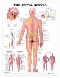 The Spinal Nerves Anatomical Chart