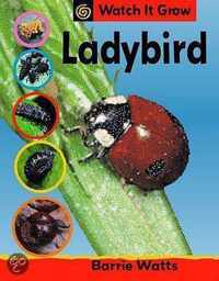 Ladybird