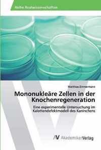 Mononukleare Zellen in der Knochenregeneration