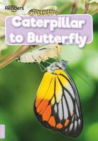 Caterpillar to Butterfly