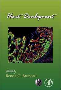 Heart Development