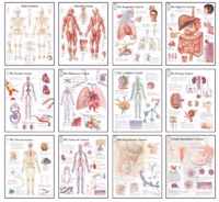 Body Systems Chart Set