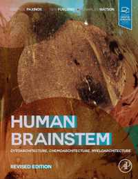 Human Brainstem