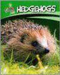 Hedgehogs