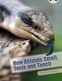 Bug Club Independent Non Fiction Year Two White A How Animals Smell, Taste and Touch