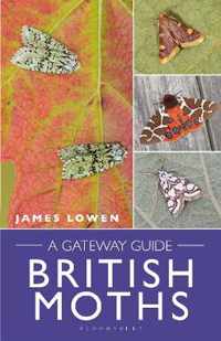 British Moths