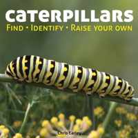 Caterpillars