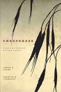 Cheatgrass