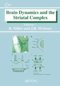 Brain Dynamics and the Striatal Complex