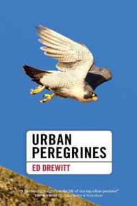 Urban Peregrines