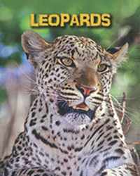 Leopards