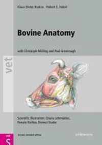 Bovine Anatomy