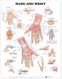 Hand and Wrist Anatomical Chart