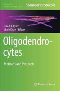 Oligodendrocytes