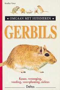 Gerbils Omgaan Met Huisdieren