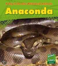 Anaconda