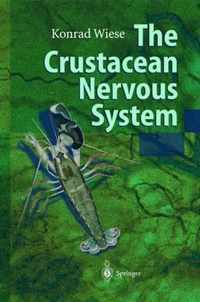 The Crustacean Nervous System