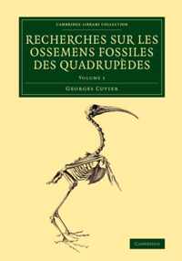 RECHERCH OSSEMENS FOSSILE QUAD V1