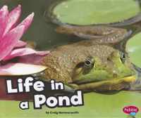 Life in the Pond