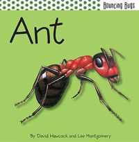 Ant