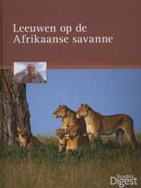 Leeuwen op de Afrikaanse savanne