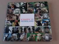 Schapen in Nederland