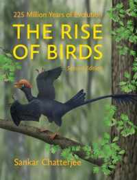 The Rise of Birds