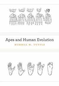 Apes and Human Evolution