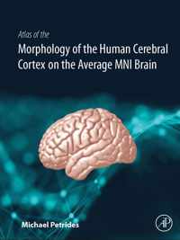 Atlas of the Morphology of the Human Cerebral Cortex on the Average MNI Brain