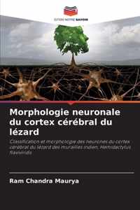 Morphologie neuronale du cortex cerebral du lezard