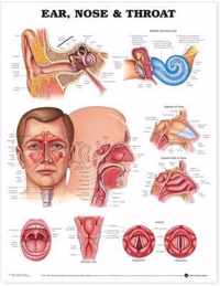 Ear, Nose and Throat Anatomical Chart