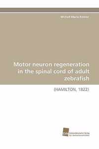 Motor Neuron Regeneration in the Spinal Cord of Adult Zebrafish