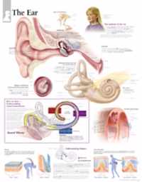 Ear Paper Poster